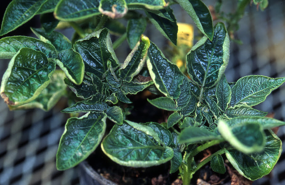 Potato Leaf Roll Virus, Віпус скручування на картоплі